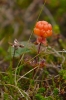 Lofoten 2010_23